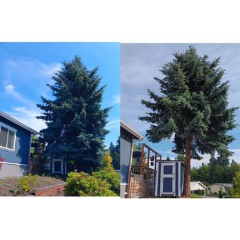Singer's Outdoor Services - Branch Removal (Before & After) - Pressure Washers Near Me