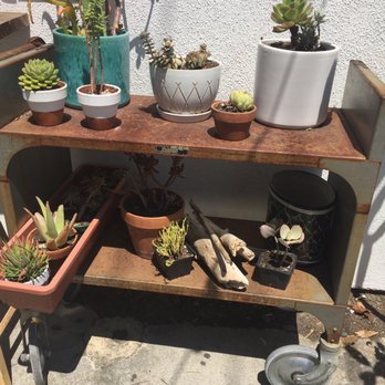 Blueys Kitchen - So many succulents - I'm in love - Cafes Near Me - Santa Monica, California