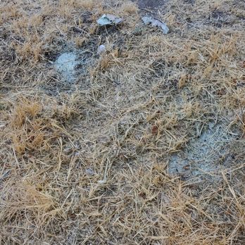 Impressive Exterminating - More dumped paint. - Pest Control Near Me Impressive Exterminating - More dumped paint. - Pest Control Near Me