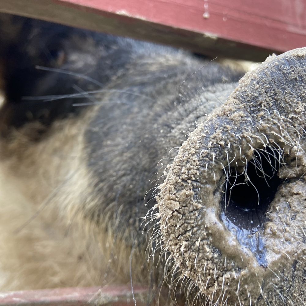 Coulter Farmstead - So cute!  Look at that face!  So happy to say hi!! - Bed & Breakfast Near Me - Washington, Arkansas