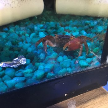 Vienna Aquarium & Pets - Cute crab - Aquariums Near Me - Leesburg, Virginia Vienna Aquarium & Pets - Cute crab - Aquariums Near Me - Leesburg, Virginia