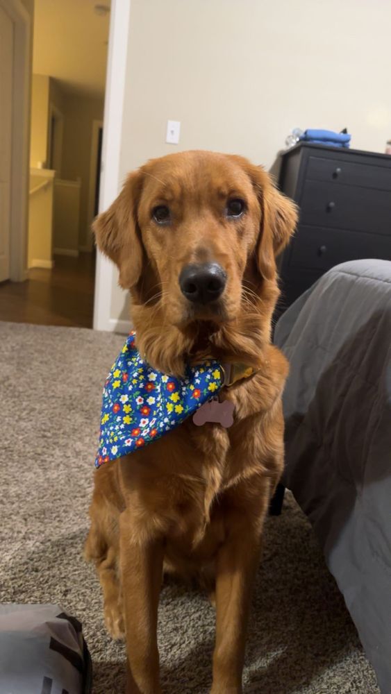 WOOFERS GROOMING & GOODIES Updated August 2024 62 Photos & 102