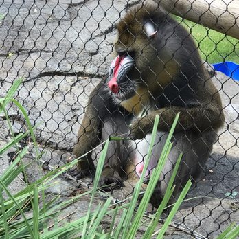 Memphis Zoo - The animals were very interesting. - Zoos Near Me - Memphis, Tennessee
