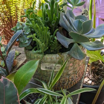 Tansy - Expensive succulent arrangement - Home Decor Near Me - Burbank, California