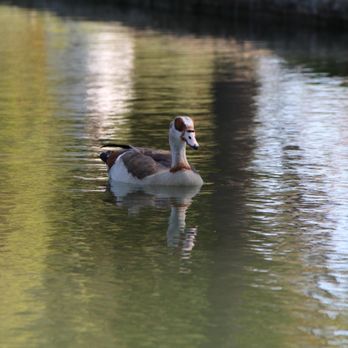 Ralph B Clark Regional Park - Look at this cutieeeee - Parks Near Me - Buena Park, California