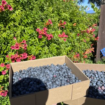 Mountainview Blueberry Farm - The blueberries picked - Pick Your Own Farms Near Me - Snohomish, Washington Mountainview Blueberry Farm - The blueberries picked - Pick Your Own Farms Near Me - Snohomish, Washington