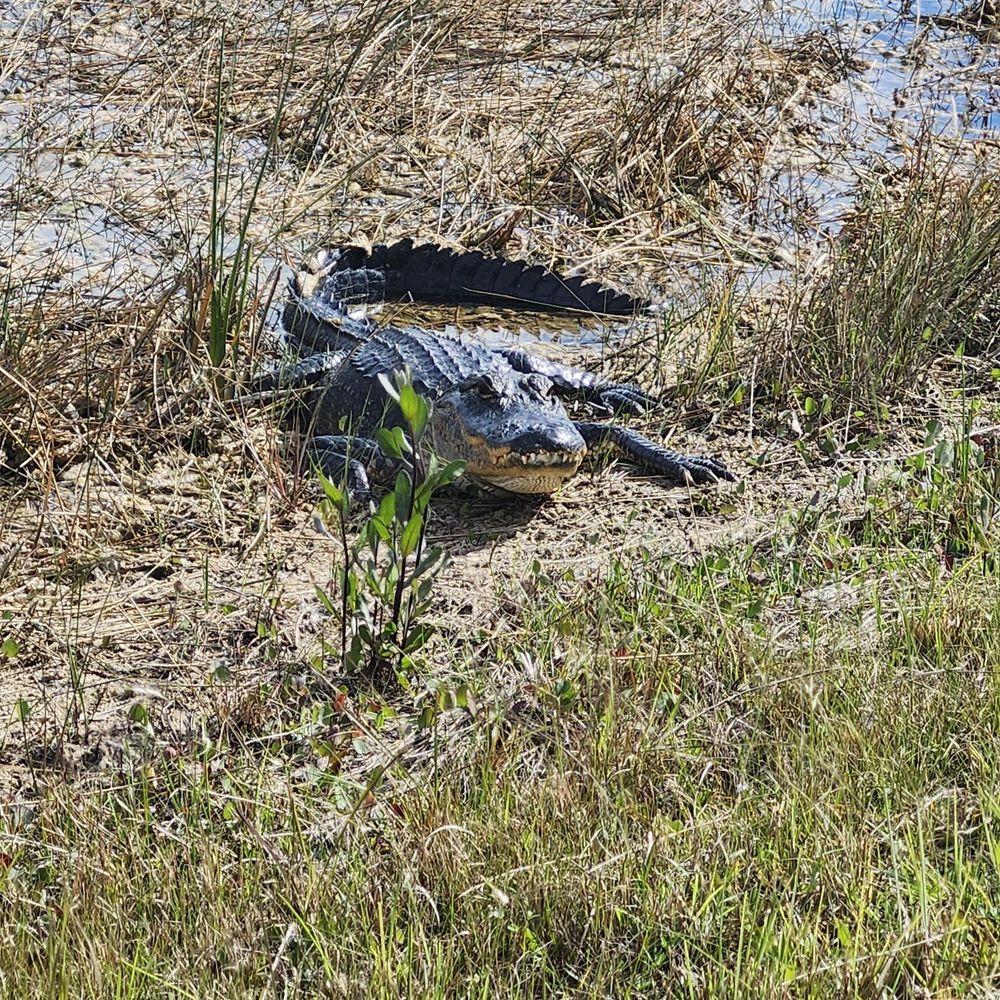 Shark Valley Tram Tours - Gator - Tours Near Me - Miami, Florida