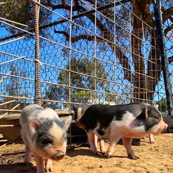 SoCalMiniPigs - Piglets - Pet Breeders Near Me - Valley Center, California SoCalMiniPigs - Piglets - Pet Breeders Near Me - Valley Center, California