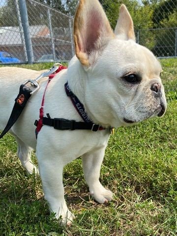 Paws To Consider - pet boarding facility in Needham, MA
