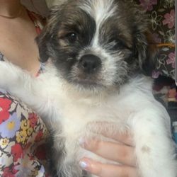 Medivet The Vets Greenwich - Hello and me ask me pupies very sik no fud no drinking please help me thanks