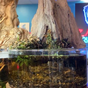 Zan's Aquatica - Sample designer scape - Local Fish Stores Near Me - San Fernando Valley, California Zan's Aquatica - Sample designer scape - Local Fish Stores Near Me - San Fernando Valley, California