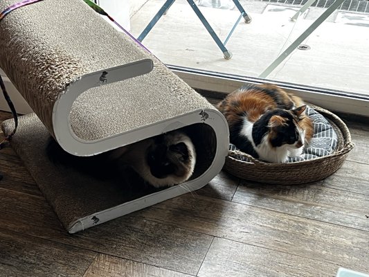 Romeow Cat Bistrot by null