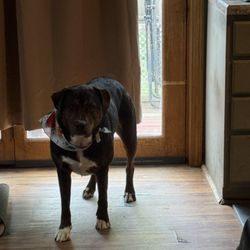Tails Above the Rest - Bugsy clean