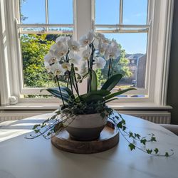 Waitrose & Partners - Orchid planter from n1 range. Beautiful and great value.