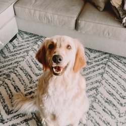 The Wag Dog Salon - Our pup after getting groomed they did such an amazing job with her !