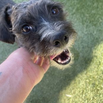 St Barks - A cute photo they sent me during his daycare (a separate charge). - Dog Parks Near Me - STUDIO CITY, California St Barks - A cute photo they sent me during his daycare (a separate charge). - Dog Parks Near Me - STUDIO CITY, California