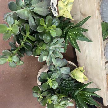Trader Joe's - $14.99 Succulent arrangements - Grocery Near Me - Tampa, Florida Trader Joe's - $14.99 Succulent arrangements - Grocery Near Me - Tampa, Florida