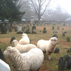 St Peters Church In the Great Valley - They use sheep to keep their historic (dates to 1700s) cemetery grass short.