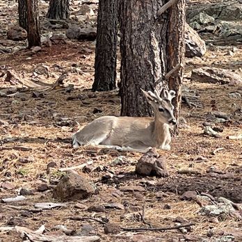 Bearizona - Deer - Zoos Near Me - Williams, Arizona Bearizona - Deer - Zoos Near Me - Williams, Arizona