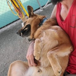 Dusty being more than comfortable hanging out with trainer, Sean. No pup anxiety here!