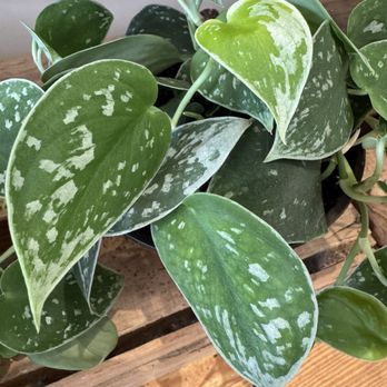 B Willow - Snow Pothos - Nurseries & Gardening Near Me - Baltimore, Maryland