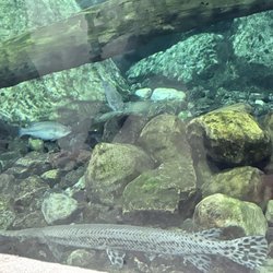 Fingerlakes Mall - Bass pro shops fish tank great attraction for the kiddos