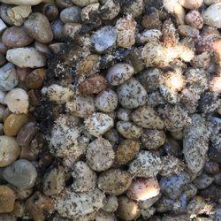Advantage Termite And Pest Control - A colony of odorous house ants (OHA)