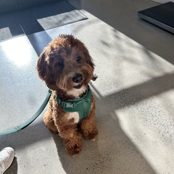 Promenade Veterinary Hospital - Veterinarians Near Me - Long Beach, California
