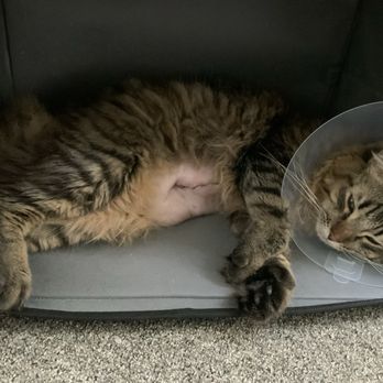 Fairfax Veterinary Clinic - Post op - Veterinarians Near Me - Fairfax, California Fairfax Veterinary Clinic - Post op - Veterinarians Near Me - Fairfax, California
