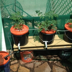 Advanced Gardens - Dutch bucket maters no soil