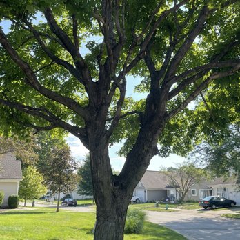 Hoosier Tree Techs - Love the way this trimmed up Tree looks! - Tree Services Near Me