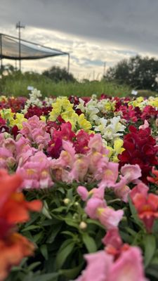 Beyond Paradise Nursery