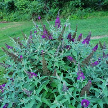 Kyle Landscaping & Tree Service - a bush with purple flowers - Landscaping Near Me Kyle Landscaping & Tree Service - a bush with purple flowers - Landscaping Near Me