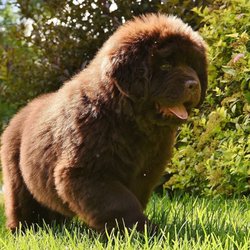 Fast Fido Dog Day Trips