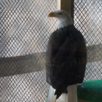 Carpenter Nature Center - Bald eagle - Parks Near Me - Hastings, Minnesota