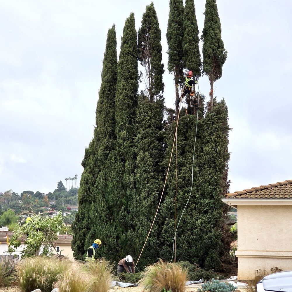 Tree Barber Enterprises - Cypress trees trimming - Tree Services Near Me - San Marcos, California Tree Barber Enterprises - Cypress trees trimming - Tree Services Near Me - San Marcos, California