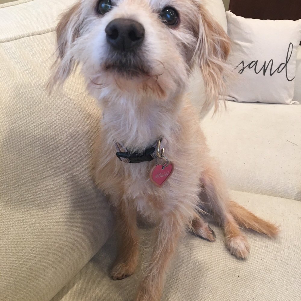 Happy Tails Dog Spa - A day after the grooming and she still looks great! - Pet Groomers Near Me - Torrance, California