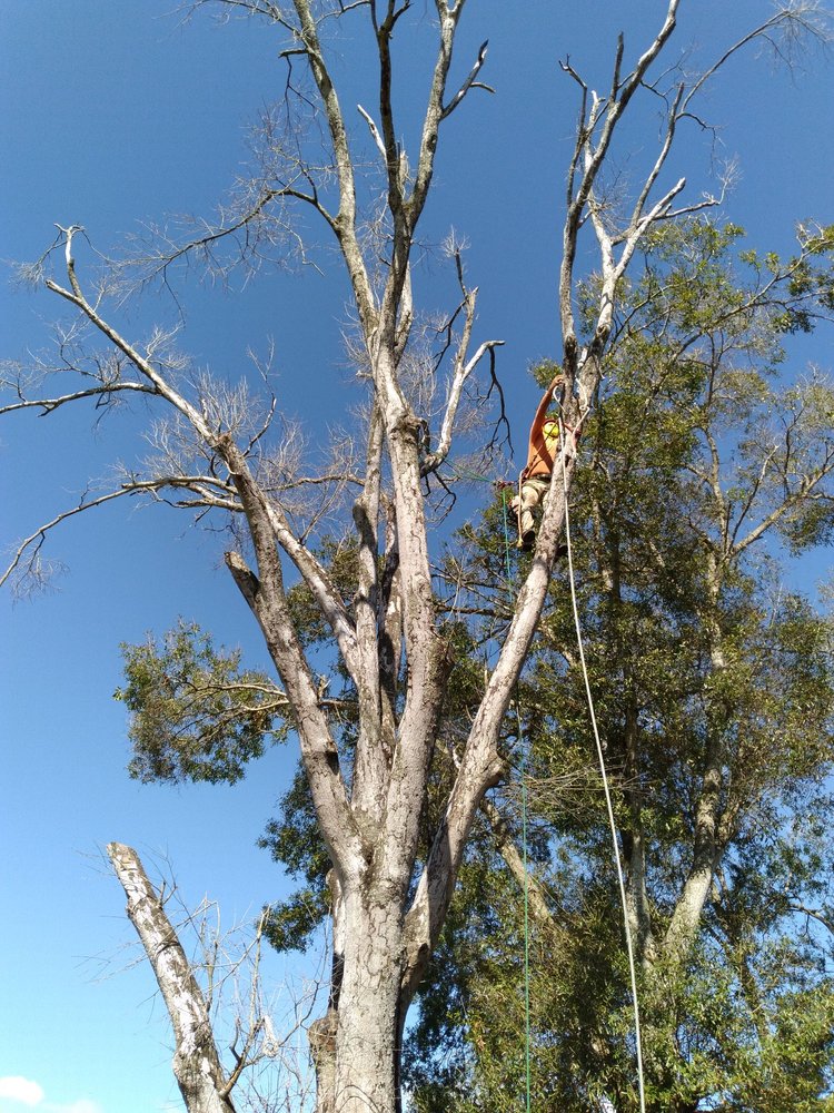 Leo's Tree & Landscaping Services - tree service in Tampa, FL