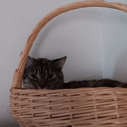 Westridge Animal Hospital
