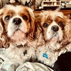 TCR Rooter & Plumbing Repair