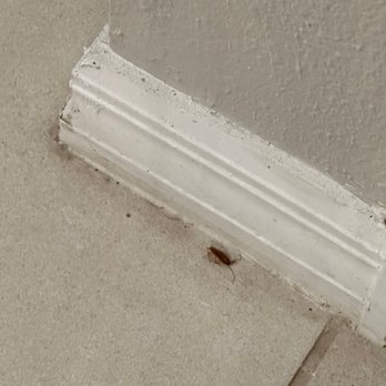 Progress Residential - Dead roaches everywhere! - Real Estate Services Near Me - Tampa, Florida