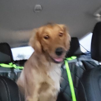 Wag Wagon - Avery on the way to daycare - Pet Transportation Near Me Wag Wagon - Avery on the way to daycare - Pet Transportation Near Me