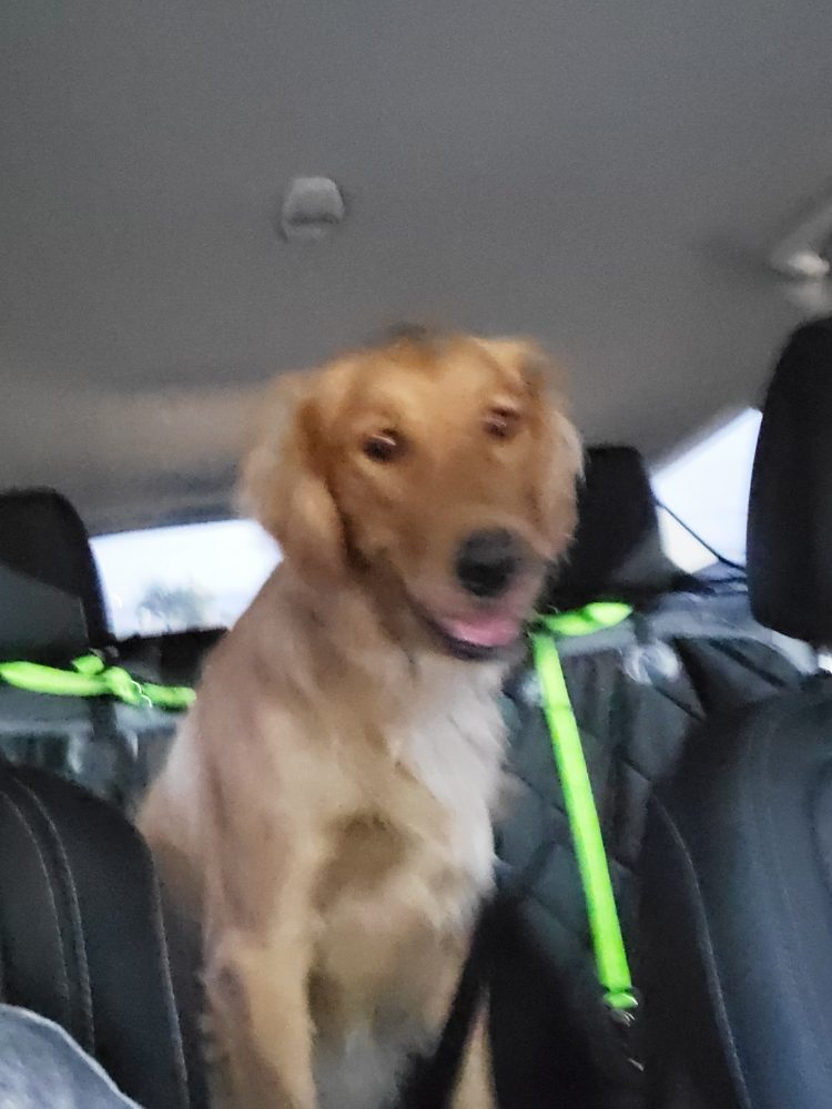 Wag Wagon - pet boarding facility in Saginaw, TX
