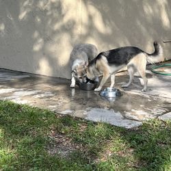 Dr Paul's Pet Care Center Dog Park - Water bowl