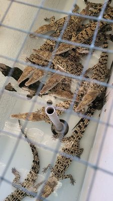 Palawan Wildlife Rescue and Conservation Center (Crocodile Farm) by null