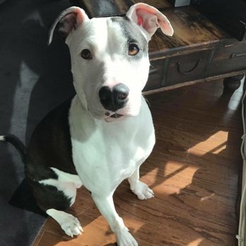 Good Dog - Pet Training Near Me - Chicago, Illinois