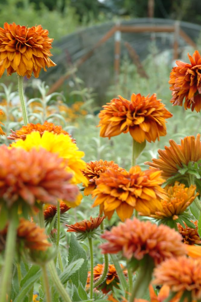 DARYLL’S NURSERY Updated June 2024 50 Photos 15770 Ellendale Rd