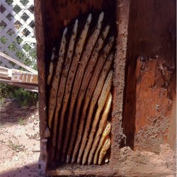 Harris Termite & Pest - Bee Removal with Harris Termite & Pest Control in Hesperia