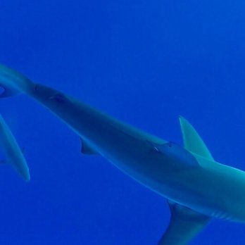 One Ocean Diving - Free Diving Near Me - Haleiwa, Hawaii