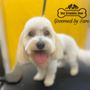 Photo of Dog Grooming Shop
